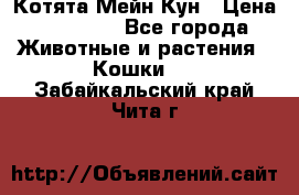 Котята Мейн Кун › Цена ­ 15 000 - Все города Животные и растения » Кошки   . Забайкальский край,Чита г.